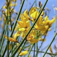 Image result for Spanish Broom