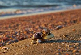 Image result for Turtle Made Out of Shells