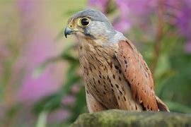 Image result for Eurasian Kestrel Female