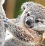 Image result for Koala Bear Images. Free