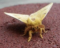 Image result for Australian Poodle Moth