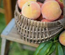 Image result for French Peach Orchard