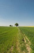 Image result for Single Tree in Empty Field