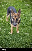 Image result for Funniest German Shepherds