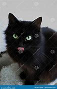 Image result for Small Black Cat in Long Grass