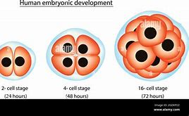 Image result for Embryonic Period of Development