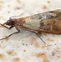 Image result for Raisin Moth