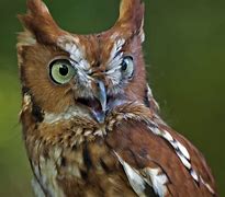 Image result for Seek Owl