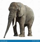 Image result for Elefant