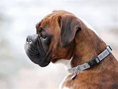 Image result for German Boxer Dog Side Profile