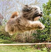 Image result for Tibetan Terrier Dog Breed