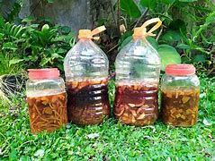 Image result for Enzyme Fermentation