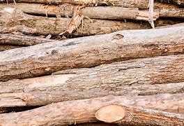 Image result for Lumber Pile