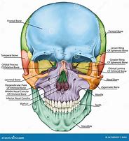 Image result for Skull Bones Anterior View