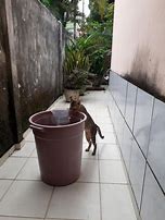 Image result for Cat in Bucket Drinking Water