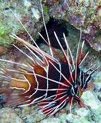 Image result for Lionfish Pet