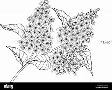 Image result for Lilac Clip Art Black and White