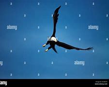 Image result for Bald Eagle Bird Flying