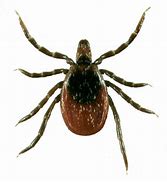 Image result for Arthropoda Insecta