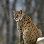 Image result for Beautiful Lynx