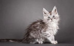 Image result for maine coon cat kitten