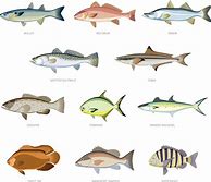 Image result for Fish Variety