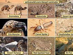 Image result for Egypt Desert Animals