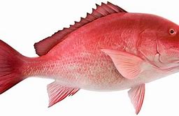 Image result for Ikan Kakap Kalimantan Barat