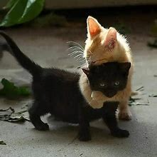 Image result for Black Cat Love