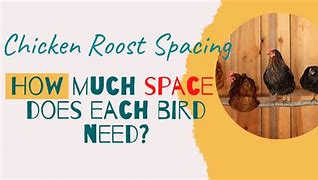 Image result for Space for Chicken Roost