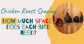 Image result for chicken roost spacing