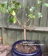 Image result for Patio Lemon Tree