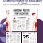 Image result for Osteon Anatomy Poster