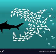 Image result for Shark Like Fish