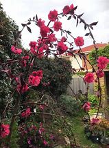 Image result for Prunus Pink Cascade Weeping