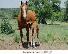 Image result for Horse Nursing