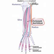 Image result for Extensor Digitorum Communis