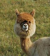 Image result for Alpaca Long Hair