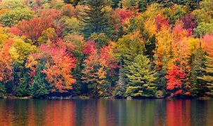 Image result for Rough Foliage