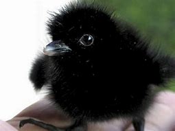 Image result for Baby Crow Asana