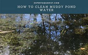 Image result for Muddy Pond Water