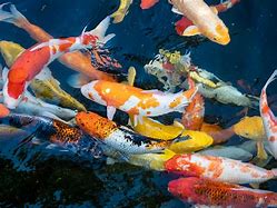 Image result for Carpa Koi