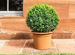 Image result for English Boxwood Shrubs