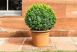 Image result for Plant Boxwood Shrubs