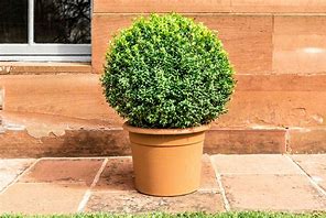 Image result for Landscaping with Boxwood Shrubs