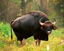 Image result for Gaur Animal