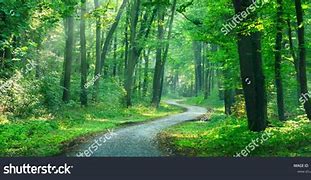 Image result for Staright Forest Path