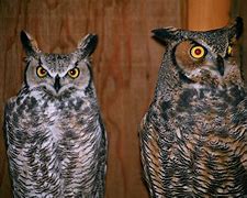 Image result for Great Horned Owl Maine