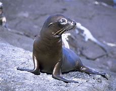 Image result for Sea Lion Fangs