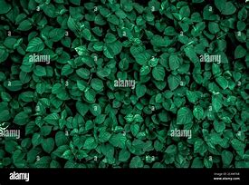 Image result for Emerald Green Forest